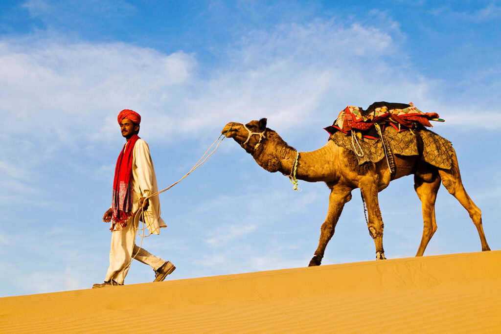 Camel in Sam Sand Dunes
